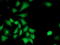 IlvB Acetolactate Synthase Like antibody, LS-C173089, Lifespan Biosciences, Immunofluorescence image 