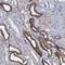 Transmembrane Protein 72 antibody, NBP1-90808, Novus Biologicals, Immunohistochemistry frozen image 