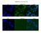 NSE4 Homolog A, SMC5-SMC6 Complex Component antibody, PA5-46549, Invitrogen Antibodies, Immunofluorescence image 