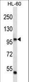 DNA Polymerase Iota antibody, LS-C163841, Lifespan Biosciences, Western Blot image 