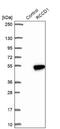 RCC1 Domain Containing 1 antibody, NBP1-93518, Novus Biologicals, Western Blot image 