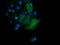 Tripartite Motif Containing 38 antibody, LS-C174623, Lifespan Biosciences, Immunofluorescence image 
