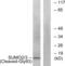 Small Ubiquitin Like Modifier 2 antibody, abx015618, Abbexa, Western Blot image 