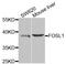 FOS Like 1, AP-1 Transcription Factor Subunit antibody, PA5-76185, Invitrogen Antibodies, Western Blot image 