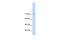 GTF2I Repeat Domain Containing 1 antibody, PA5-41578, Invitrogen Antibodies, Western Blot image 