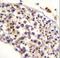 HAUS Augmin Like Complex Subunit 3 antibody, LS-C166794, Lifespan Biosciences, Immunohistochemistry frozen image 