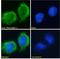 Neuroligin 1 antibody, LS-C47563, Lifespan Biosciences, Immunofluorescence image 