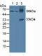 Growth Differentiation Factor 2 antibody, MBS2026717, MyBioSource, Western Blot image 