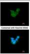Retinaldehyde Binding Protein 1 antibody, NBP1-31770, Novus Biologicals, Immunofluorescence image 