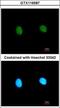 Mediator Complex Subunit 18 antibody, GTX116587, GeneTex, Immunofluorescence image 