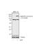 c-met antibody, 700139, Invitrogen Antibodies, Western Blot image 