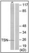 TSN antibody, AP32231PU-N, Origene, Western Blot image 