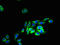 Olfactory Receptor Family 2 Subfamily H Member 1 antibody, LS-C398342, Lifespan Biosciences, Immunofluorescence image 