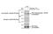 Protein Kinase C Theta antibody, GTX636461, GeneTex, Western Blot image 