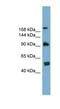 Autophagy Related 2A antibody, NBP1-57631, Novus Biologicals, Western Blot image 