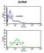 Phospholamban antibody, abx034556, Abbexa, Western Blot image 