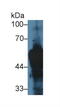 Keratin 14 antibody, MBS2028677, MyBioSource, Western Blot image 