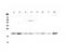 Growth Arrest And DNA Damage Inducible Gamma antibody, LS-C662958, Lifespan Biosciences, Western Blot image 