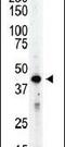 Aurora Kinase B antibody, PA5-14076, Invitrogen Antibodies, Western Blot image 