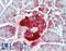 Pancreatic Polypeptide antibody, LS-B15377, Lifespan Biosciences, Immunohistochemistry paraffin image 