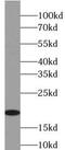 Marginal Zone B And B1 Cell Specific Protein antibody, FNab05530, FineTest, Western Blot image 