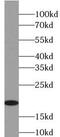 Plasma cell-induced resident endoplasmic reticulum protein antibody, FNab05530, FineTest, Western Blot image 