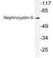 IQ Motif Containing B1 antibody, LS-C177464, Lifespan Biosciences, Western Blot image 