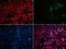 MutS Homolog 6 antibody, orb48954, Biorbyt, Immunofluorescence image 