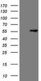 Ligand Dependent Nuclear Receptor Corepressor antibody, TA807890, Origene, Western Blot image 