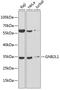 Receptor For Activated C Kinase 1 antibody, 14-968, ProSci, Western Blot image 