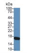 Retinol Binding Protein 2 antibody, LS-C296240, Lifespan Biosciences, Western Blot image 