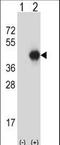 G Protein Subunit Alpha I2 antibody, LS-C166545, Lifespan Biosciences, Western Blot image 