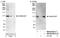 KN motif and ankyrin repeat domain-containing protein 2 antibody, NB100-68217, Novus Biologicals, Western Blot image 