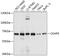 Cytoskeleton Associated Protein 4 antibody, 19-386, ProSci, Western Blot image 