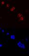 CD79b Molecule antibody, AF6814, R&D Systems, Immunofluorescence image 