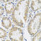 Interleukin 13 antibody, 18-491, ProSci, Immunohistochemistry frozen image 