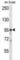 Phospholipase C Delta 3 antibody, abx028208, Abbexa, Western Blot image 
