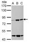Kelch Like Family Member 22 antibody, NBP2-17081, Novus Biologicals, Western Blot image 