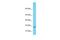 SPT4 Homolog, DSIF Elongation Factor Subunit antibody, PA5-68703, Invitrogen Antibodies, Western Blot image 