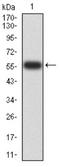 Protein Tyrosine Phosphatase Non-Receptor Type 14 antibody, NBP2-61810, Novus Biologicals, Western Blot image 
