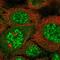 Synaptopodin 2 Like antibody, NBP2-34156, Novus Biologicals, Immunofluorescence image 