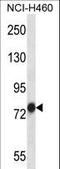 Putative endoplasmin-like protein antibody, LS-C160165, Lifespan Biosciences, Western Blot image 