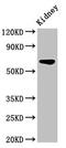 Intracisternal A Particle-Promoted Polypeptide antibody, CSB-PA011782LA01HU, Cusabio, Western Blot image 