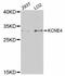 Potassium Voltage-Gated Channel Subfamily E Regulatory Subunit 4 antibody, STJ114077, St John