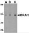 Calcium release-activated calcium channel protein 1 antibody, 4281, ProSci, Western Blot image 