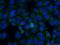 TRAF3 Interacting Protein 2 antibody, 26692-1-AP, Proteintech Group, Immunofluorescence image 