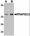 Phospholipid Phosphatase 7 (Inactive) antibody, orb94347, Biorbyt, Western Blot image 
