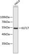 Kruppel Like Factor 17 antibody, 23-827, ProSci, Western Blot image 