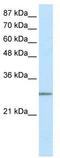 MRG Domain Binding Protein antibody, TA333754, Origene, Western Blot image 