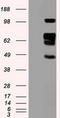 Sialic Acid Binding Ig Like Lectin 9 antibody, TA500380, Origene, Western Blot image 